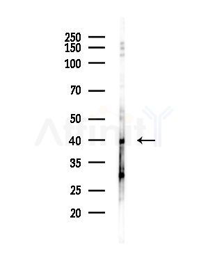 DUSP1/MKP1 Antibody - Western blot analysis of lysates from B16F10-LUC cells(heat-shock,45min treatment), using DUSP1/MKP1 Antibody at 1/1000 dilution.