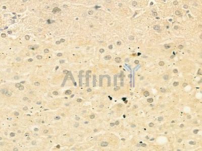 DUSP1/MKP1 Antibody - AF5286 at 1/100 staining human normal liver tissue by IHC-P.