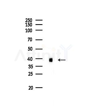 CCR7 Antibody - Western blot analysis of lysates from Rat brain, using CCR7 Antibody at 1/1000 dilution.
