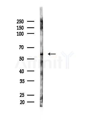 Cyclin A1 Antibody - Western blot analysis of lysates from RAW264.