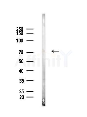 MTA1 Antibody - Western blot analysis of lysates from Mouse liver, using MTA1 Antibody at 1/1000 dilution.