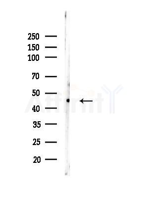 FRA2 Antibody - Western blot analysis of lysates from Rat brain, using FRA2 Antibody at 1/1000 dilution.