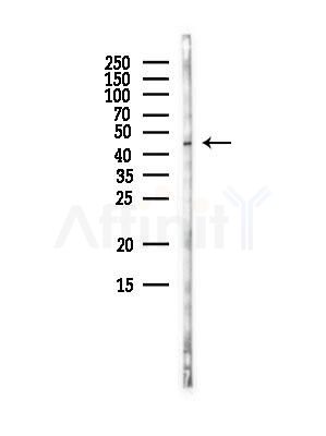 Cytokeratin 15 Antibody - Western blot analysis of lysates from B16F10-LUC cells(LPS, 4h treatment), using Cytokeratin 15 Antibody at 1/1000 dilution.