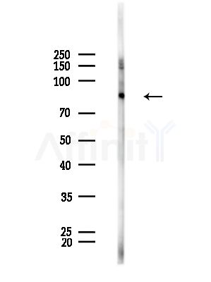 Cyclin F Antibody - Western blot analysis of lysates from Rat brain, using Cyclin F Antibody at 1/1000 dilution.