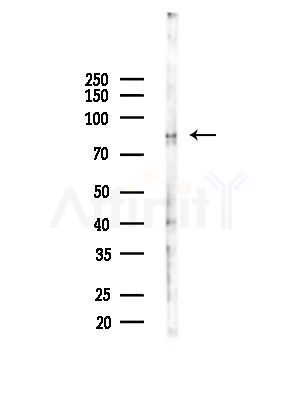 Calnexin Antibody - Western blot analysis of lysates from Mouse liver, using Calnexin Antibody at 1/1000 dilution.