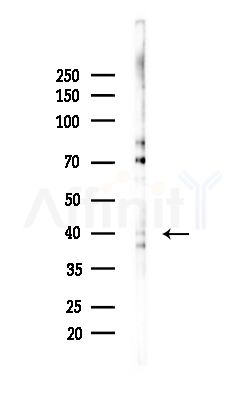 Cleaved-Caspase 4 (Gln81) Antibody - Western blot analysis of lysates from Mouse brain, using Cleaved-Caspase 4 (Gln81) Antibody at 1/1000 dilution.