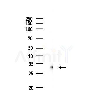 VDAC2 Antibody - Western blot analysis of lysates from Rat brain, using VDAC2 Antibody at 1/1000 dilution.
