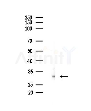 VDAC2 Antibody - Western blot analysis of lysates from Mouse testis, using VDAC2 Antibody at 1/1000 dilution.