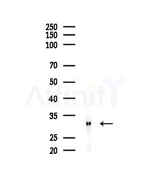 VDAC2 Antibody - Western blot analysis of lysates from HepG2 cells, using VDAC2 Antibody at 1/1000 dilution.