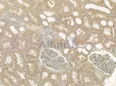 TXNRD2 Antibody - AF5399 at 1/100 staining human normal kidney tissue by IHC-P.