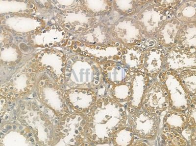 Dematin Antibody - AF5404 at 1/100 staining human normal kidney tissue by IHC-P.