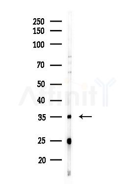 Cyclin H Antibody - Western blot analysis of lysates from Hela cells(starvation,24h treatment), using Cyclin H Antibody at 1/1000 dilution.
