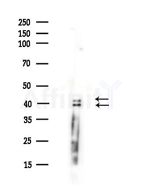 hnRPD Antibody - Western blot analysis of lysates from A375 cells(heat-shock,45min treatment), using hnRPD Antibody at 1/1000 dilution.