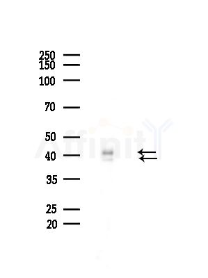 hnRPD Antibody - Western blot analysis of lysates from Mouse brain, using hnRPD Antibody at 1/1000 dilution.