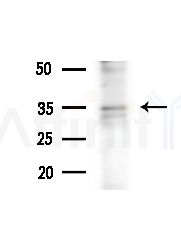 Phospho-Cyclin C (Ser275) Antibody - Western blot analysis of extracts from MCF7 cells(heat-shock,45min treatment), using Phospho-Cyclin C (Ser275) Antibody at 1/1000 dilution.