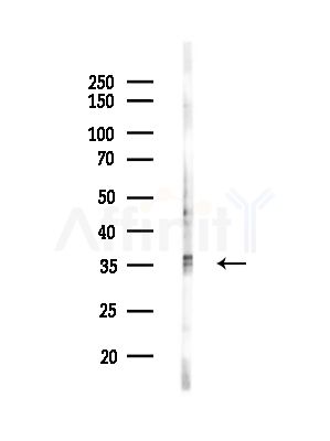 Phospho-Cyclin C (Ser275) Antibody - Western blot analysis of lysates from MCF7 cells(heat-shock,45min treatment), using Phospho-Cyclin C (Ser275) Antibody at 1/1000 dilution.