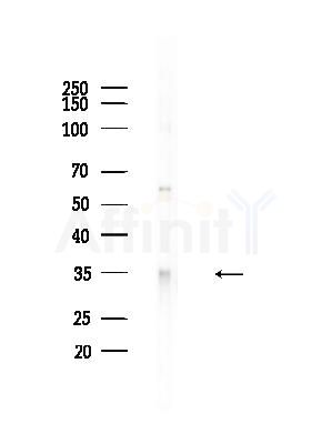 Phospho-ATF4 (Ser219) Antibody - Western blot analysis of lysates from B16F10-LUC cells(heat-shock,45min treatment), using Phospho-ATF4 (Ser219) Antibody at 1/1000 dilution.