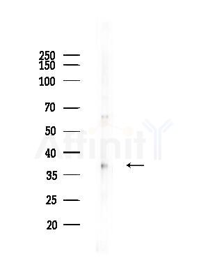Phospho-ATF4 (Ser219) Antibody - Western blot analysis of lysates from RAW264.