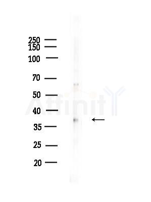 Phospho-ATF4 (Ser219) Antibody - Western blot analysis of lysates from RAW264.
