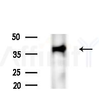 Phospho-hnRPD (Ser83) Antibody - Western blot analysis of extracts from Mouse testis, using Phospho-hnRPD (Ser83) Antibody at 1/1000 dilution.