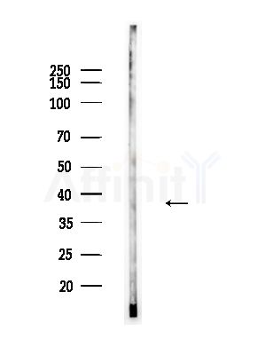 Phospho-hnRPD (Ser83) Antibody - Western blot analysis of lysates from Mouse testis, using Phospho-hnRPD (Ser83) Antibody at 1/1000 dilution.