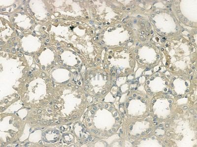 Phospho-Annexin A2 (Ser26) Antibody - AF5440 at 1/100 staining mouse skin tissue by IHC-P.