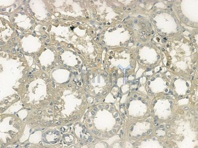 Phospho-Annexin A2 (Ser26) Antibody - AF5440 at 1/100 staining human normal kidney tissue by IHC-P.