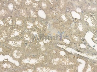 Phospho-Annexin A2 (Ser26) Antibody - AF5440 at 1/100 staining human normal kidney tissue by IHC-P.