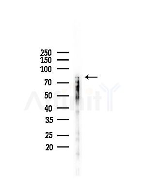 Phospho-Daxx (Ser668) Antibody - Western blot analysis of lysates from LoVo cells(heat-shock,45min treatment), using Phospho-Daxx (Ser668) Antibody at 1/1000 dilution.