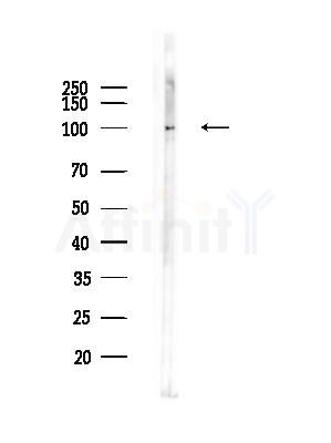 Phospho-MYPT1 (Thr853) Antibody - Western blot analysis of lysates from RAW264.