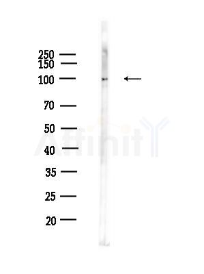 Phospho-MYPT1 (Thr853) Antibody - Western blot analysis of lysates from RAW264.