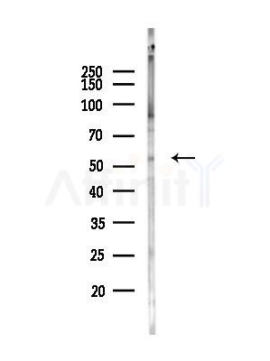 MMP8 Antibody - Western blot analysis of lysates from Mouse brain, using MMP8 Antibody at 1/1000 dilution.