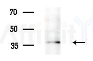 OR51E2 Antibody - Western blot analysis of extracts from HepG2 cells(starvation treatment), using OR51E2 Antibody at 1/1000 dilution.