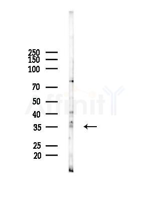 OR51E2 Antibody - Western blot analysis of lysates from HepG2 cells(starvation treatment), using OR51E2 Antibody at 1/1000 dilution.