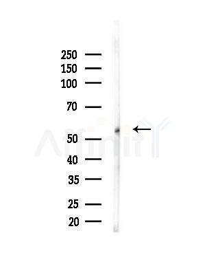 GLUT3 Antibody - Western blot analysis of lysates from Rat brain, using GLUT3 Antibody at 1/1000 dilution.