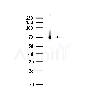 Grp75 Antibody - Western blot analysis of lysates from Rat brain, using Grp75 Antibody at 1/1000 dilution.