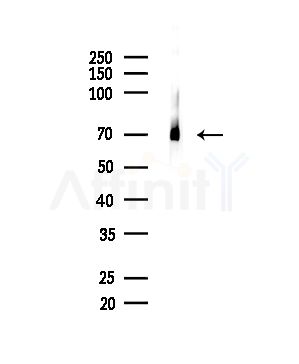 Grp75 Antibody - Western blot analysis of lysates from Mouse testis, using Grp75 Antibody at 1/1000 dilution.