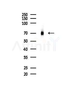 Grp75 Antibody - Western blot analysis of lysates from HepG2 cells, using Grp75 Antibody at 1/1000 dilution.