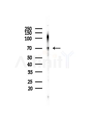Ku70/80 Antibody - Western blot analysis of lysates from Rat brain, using Ku70/80 Antibody at 1/1000 dilution.