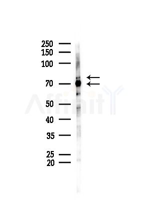 Ku70/80 Antibody - Western blot analysis of lysates from Mouse testis, using Ku70/80 Antibody at 1/1000 dilution.
