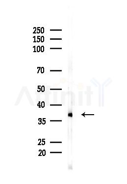 TBP Antibody - Western blot analysis of lysates from Mouse brain, using TBP Antibody at 1/1000 dilution.