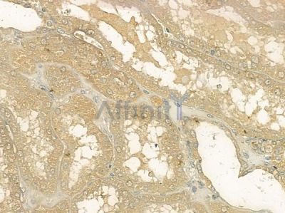 IKK alpha/ beta Antibody - AF6013 at 1/100 staining human normal kidney tissue by IHC-P.