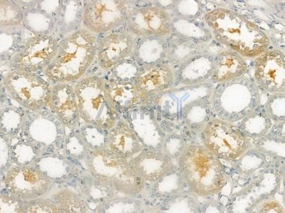 DOK2 Antibody - AF6021 at 1/100 staining human normal kidney tissue by IHC-P.