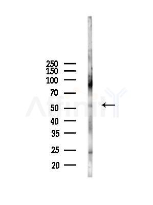 MITF Antibody - Western blot analysis of lysates from Mouse liver, using MITF Antibody at 1/1000 dilution.