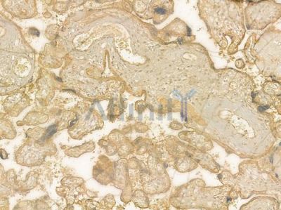 Integrin beta3 Antibody - AF6085 at 1/100 staining human normal placenta tissue by IHC-P.