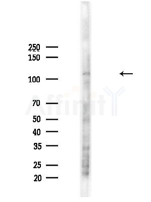 ATP1A1 Antibody - Western blot analysis of lysates from LoVo cells, using ATP1A1 Antibody at 1/1000 dilution.