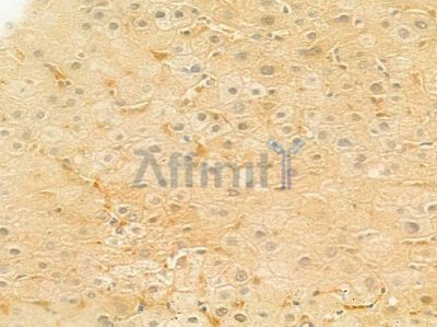 GABA A Receptor beta 1 Antibody - AF6207 at 1/100 staining human normal liver tissue by IHC-P.