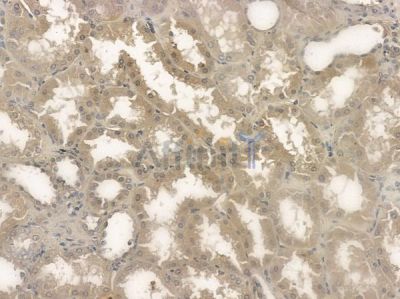 TNNI3 Antibody - AF6214 at 1/100 staining human normal kidney tissue by IHC-P.