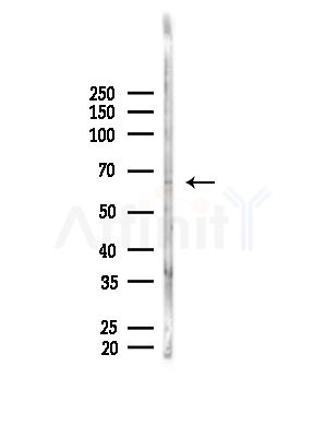 Synaptotagmin 1/2 Antibody - Western blot analysis of lysates from B16F10-LUC cells(LPS, 4h treatment), using Synaptotagmin 1/2 Antibody at 1/1000 dilution.
