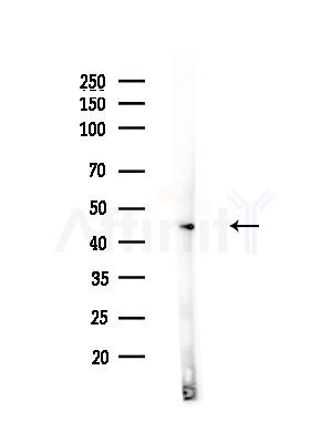 GATA3 Antibody - Western blot analysis of lysates from Rat testis, using GATA3 Antibody at 1/1000 dilution.